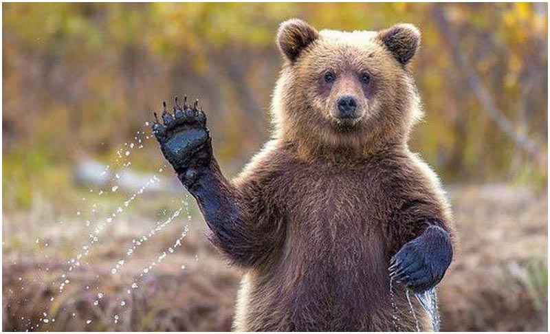 Медведь как трофей сезона